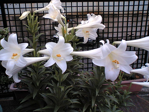 Gardens In Japan Queen Of The Garden The Madonna Lily Nature In Japan