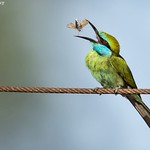 Green Bee-eater (Merops orientalis)