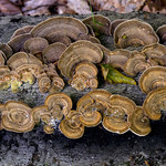 polypores