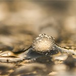 ... the landingparty ...