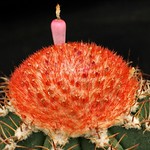 Melocactus
