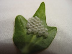 blatt mit unbekannten eiern