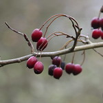 Autumn Berries
