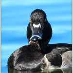 Ring-necked Duck