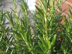 Rosemary