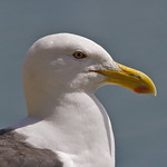 Karoro - black-backed gull - Larus dominicanus