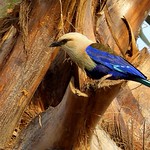 Blue-bellied Roller / Blauwbuikscharrelaar