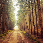 If These Trees Could Talk pt.IX.