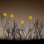 Los Girasoles