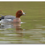 Eurasian Wigeon