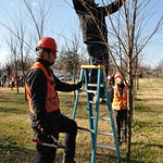Tree Pruning Workshop
