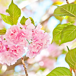 106/366 Pretty In Pink