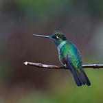Magnificent Hummingbird in the Rain