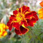 Marigold