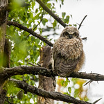 GHO owlet #2