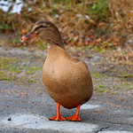 salvage day trip 150