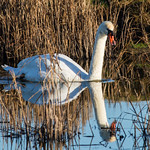 Amongst the Reeds