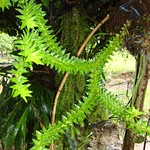 ON THE ROAD TO MOUNT MALINDANG