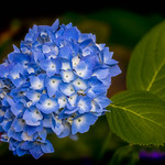Elegant Blue Bouquet....... **EXPLORE #433 07/11/2012**