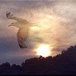 Wings And Sunset... Best On Black...