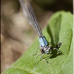 Damselfly And Leaf...Best on Black...