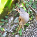 Sabi&aacute;-branca ou Sabi&aacute;-do-barranco (Turdus leucomelas) - Pale-breasted Thrush