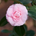 Camellia - Pink