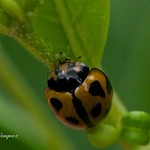 Aphids for Breakfast.