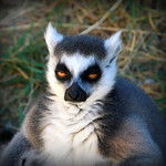Ring tailed Lemur