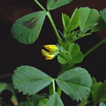 FLEKKSNEGLESKOLM Medicago arabica Spotted Medick
