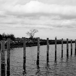 Atlantic Highlands gulls just wanna have fun-2