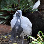 Demoiselle Crane