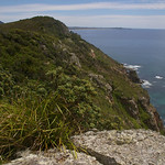 ?Rhyolite, Lomandra longifolia and Banksia integrifolia ssp integrifolia, Diamond Head, Crowdy Bay National Park, S of Port Macquarie, NSW, 11/01/12