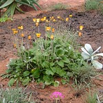 Eden Project 07-03-2005