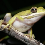 Green Tree Frog