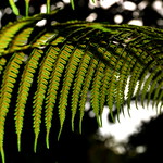 Fern leaves