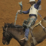 Stock Show Rodeo 24