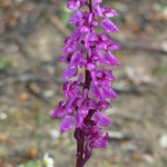 Early Purple Orchid
