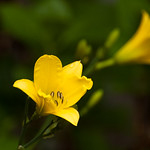Daylilies