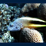Il sornione pesce falco - the crafty hawkfish