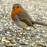 Robin