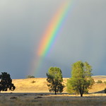 Rainbow, Shadow and Trees