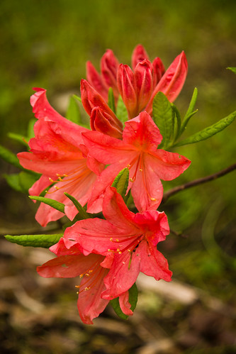 Japoninis rododendras
