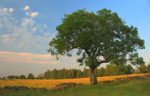 Evening Tree