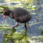 Baby Common Moorhen
