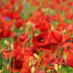 &ldquo;The poppy opens her scarlet purse of dreams"