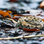 Terciopelo ( Bothrops asper )