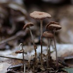 Miniature Mushrooms