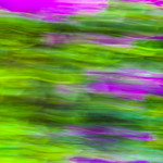 Rhododendrums at last light in Richmond park