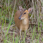 MUNTJAC FEMALE DEER